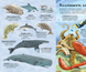 Велика книга морських мешканців 1201251 фото 4